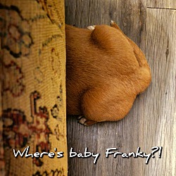 Thumbnail photo of Franky #4