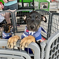 adopt a pet