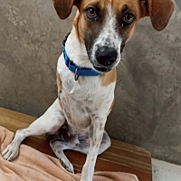 adopt a pet