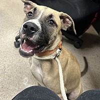 adopt a pet