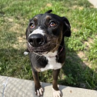 adopt a pet