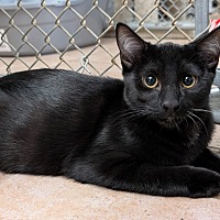 adopt-pet