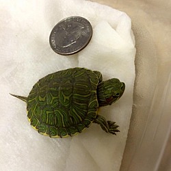 Thumbnail photo of Squirt #1