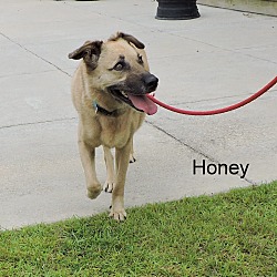 Thumbnail photo of Honey #3