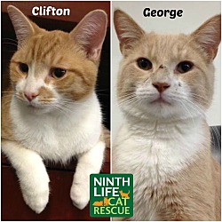 Thumbnail photo of George & Clifton #1