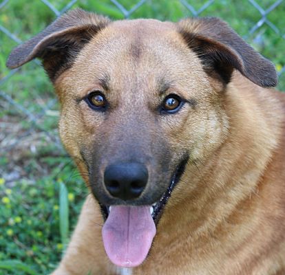 Cedartown, GA - Belgian Malinois/Collie. Meet 35042611 a Pet for ...