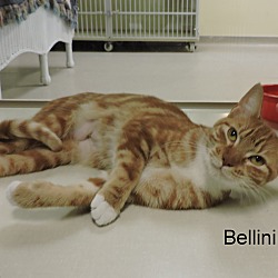 Thumbnail photo of Bellini #4