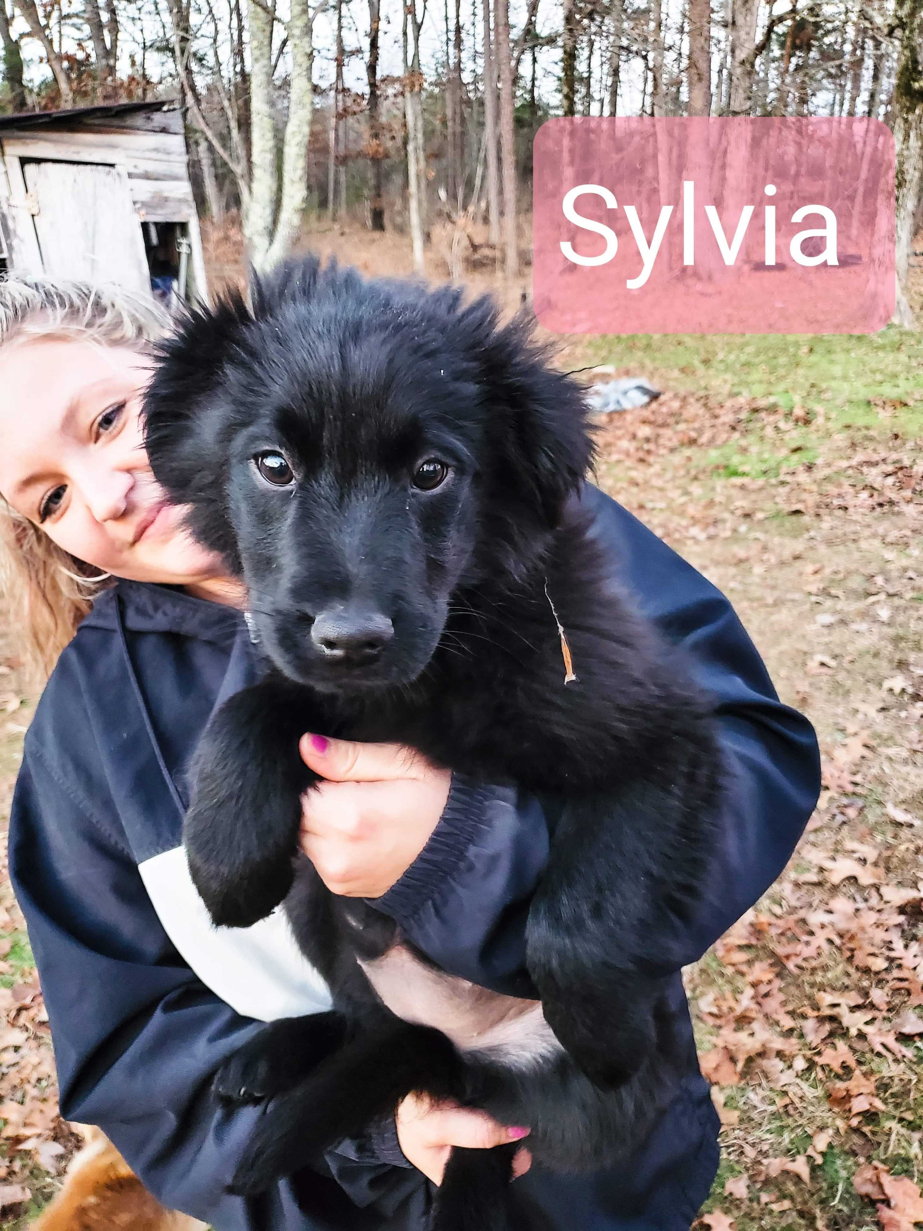 Adopt Sylvia a Black Border Collie / Golden Retriever