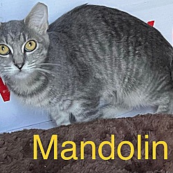 Photo of MANDOLIN