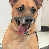 adopt a pet