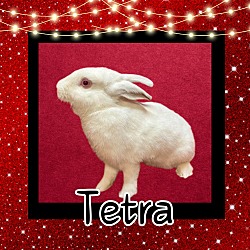 Photo of Tetra
