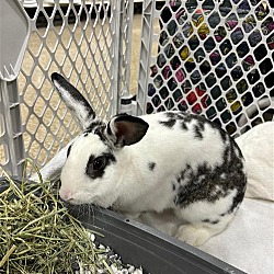 Thumbnail photo of Lily rabbit #1