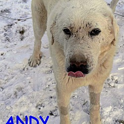 Thumbnail photo of ANDY #3