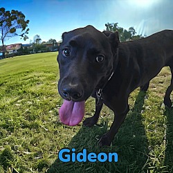 Thumbnail photo of Gideon #3