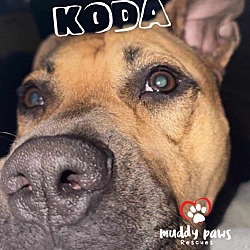 Thumbnail photo of Koda (Courtesy Post) #1