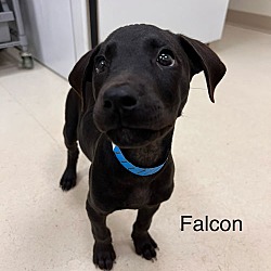 Thumbnail photo of Falcon #1