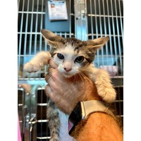 adopt-pet