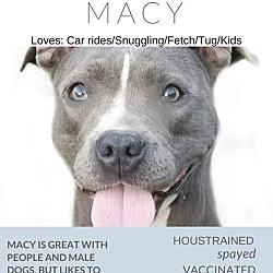 Thumbnail photo of Macy Blue - Adoption Pending #2