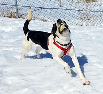 Adopt A Pet Petsmart Charities