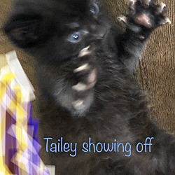 Thumbnail photo of GENERAL TALLEY #4