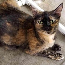 Photo of Desdemona
