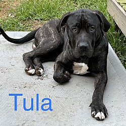 Thumbnail photo of Tula #3