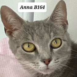 Photo of Anna B164