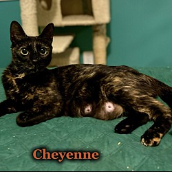 Thumbnail photo of Cheyenne #3