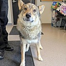 Adopt A Pet :: Hyena - Lancaster, OH