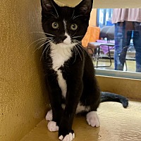 adopt a pet