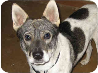 blue heeler akita mix