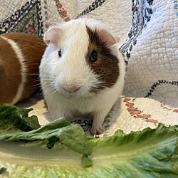 bonded pet photo