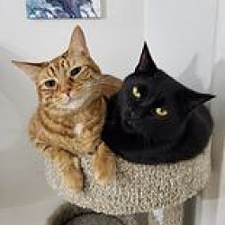 Photo of Simba & Toothless