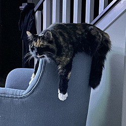 Photo of Smol Cat