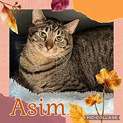 Photo of Asim