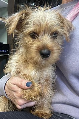 Cherry Hill, NJ - Yorkie, Yorkshire Terrier. Meet Doc a Pet for ...