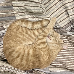 Thumbnail photo of Tigger (rare orange kitty) #2