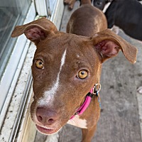 adopt a pet