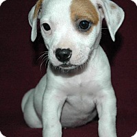 Fowlerville, MI - Jack Russell Terrier. Meet Thea a Pet for Adoption.