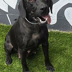 Meadow *foster needed*