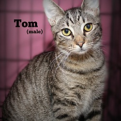 Thumbnail photo of Tom #1