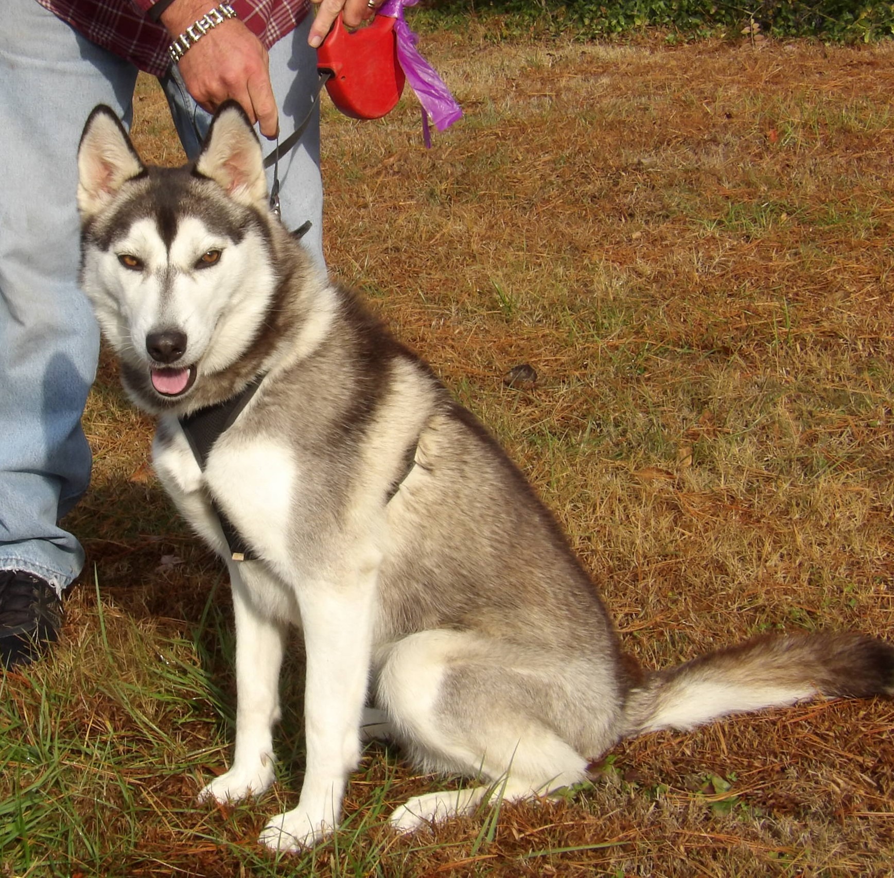 Adopt Athena a Brown/Chocolate - with Tan Husky / Mixed dog in West ...