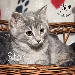 Thumbnail photo of Star (adoption pending) #1