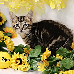 Thumbnail photo of Zeppo #2