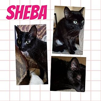 petsmart sheba