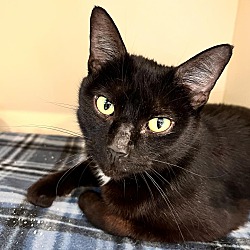 Photo of BINDI