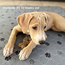 Thumbnail photo of Harlowe #2