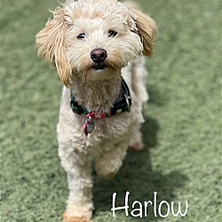 Thumbnail photo of Harlow #3