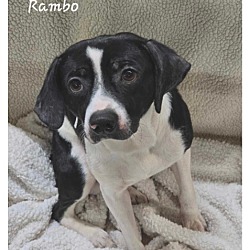 Thumbnail photo of Rambo #3