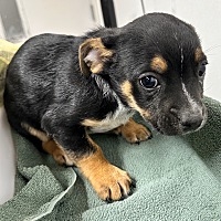 adopt a pet